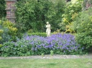 geranium buxton blue